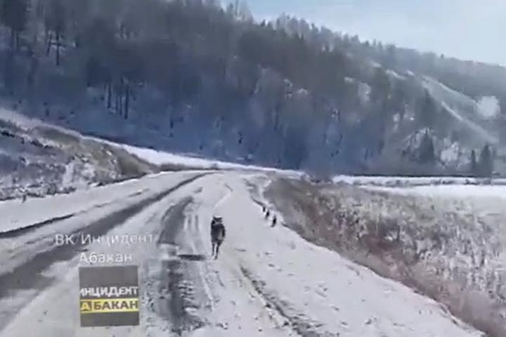 В Таштыпском районе замечен одиноко бегущий волк